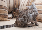 Bengal Cat silber